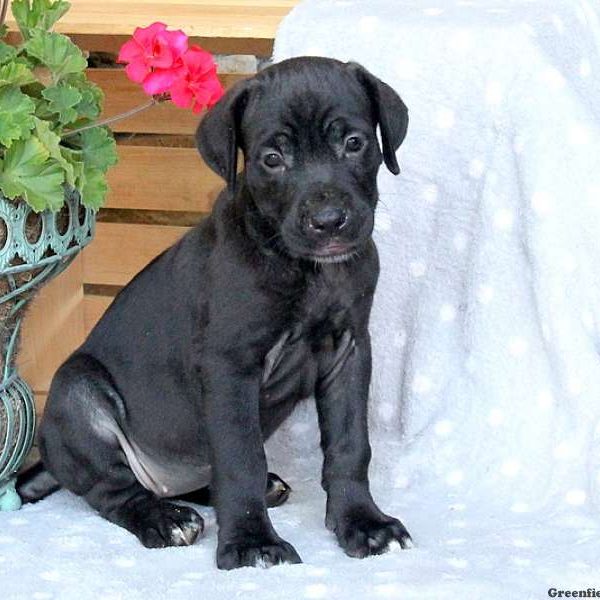 Hadley, Cane Corso Puppy