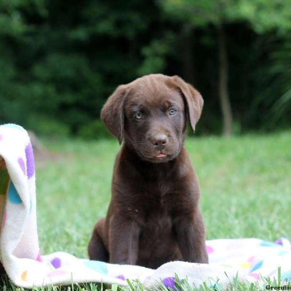 Hailey, Labrador Retriever-Chocolate Puppy