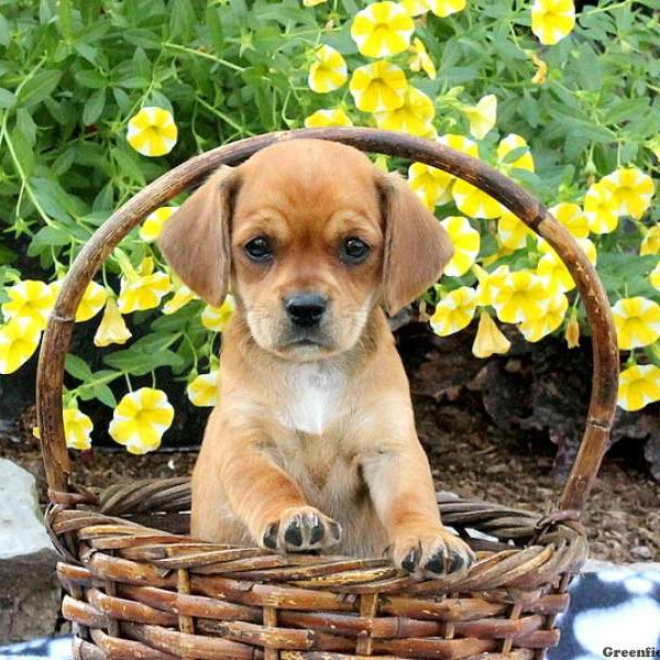 Hailey, Cavalier King Charles Mix Puppy