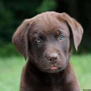 Hailey, Labrador Retriever-Chocolate Puppy