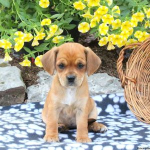 Hailey, Cavalier King Charles Mix Puppy