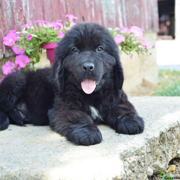 Haley, Newfoundland Puppy