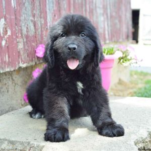 Haley, Newfoundland Puppy