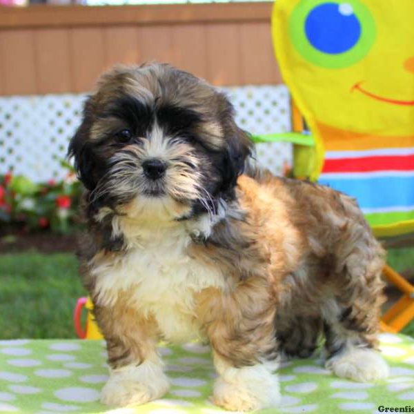 Hammie, Shichon / Teddy Bear Puppy