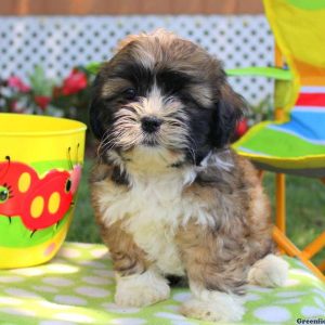 Hammie, Shichon / Teddy Bear Puppy