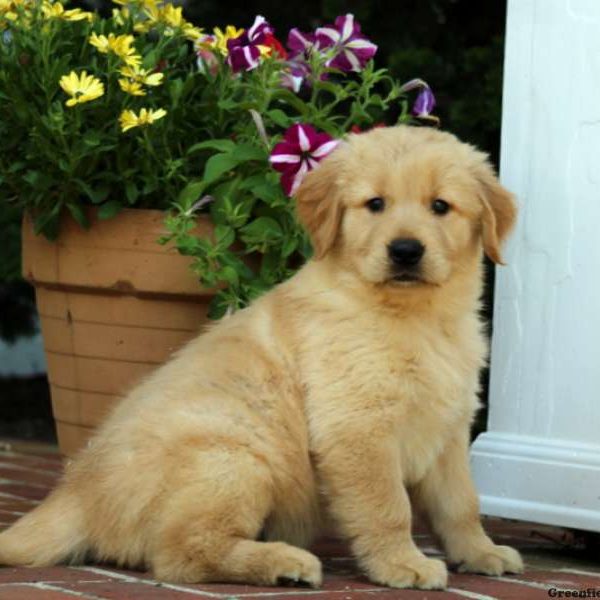 Hampton, Golden Retriever Puppy