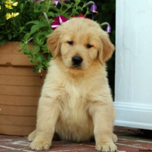 Hampton, Golden Retriever Puppy