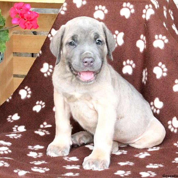 Hank, Cane Corso Puppy