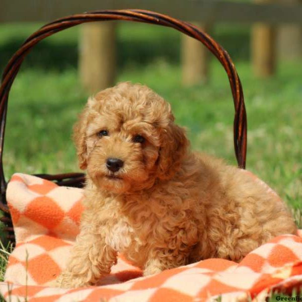 Hank, Miniature Poodle Puppy