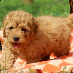 Hank, Miniature Poodle Puppy