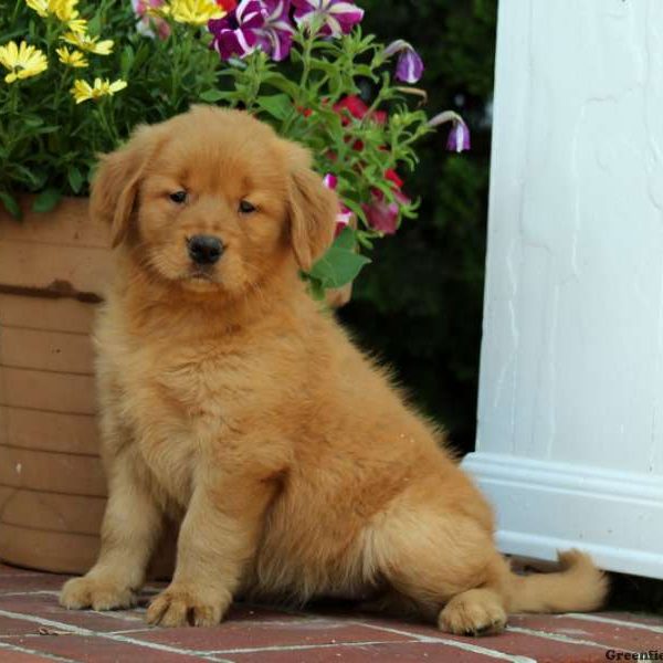 Hannah, Golden Retriever Puppy