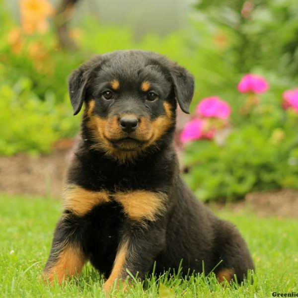 Hannah, Rottweiler Puppy