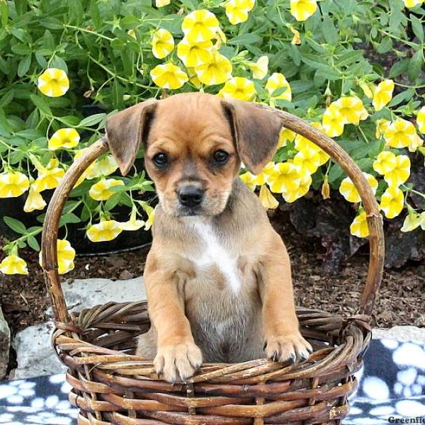 Hannah, Cavalier King Charles Mix Puppy