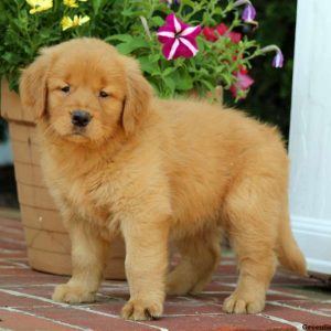 Hannah, Golden Retriever Puppy