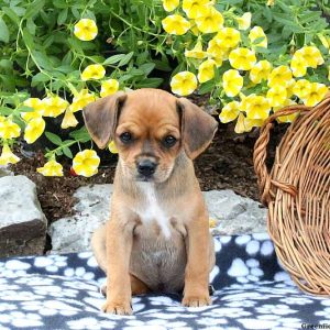 Hannah, Cavalier King Charles Mix Puppy