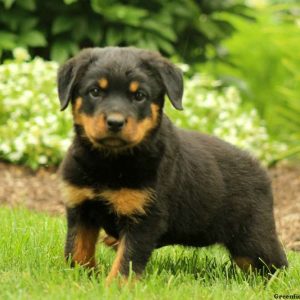 Hannah, Rottweiler Puppy