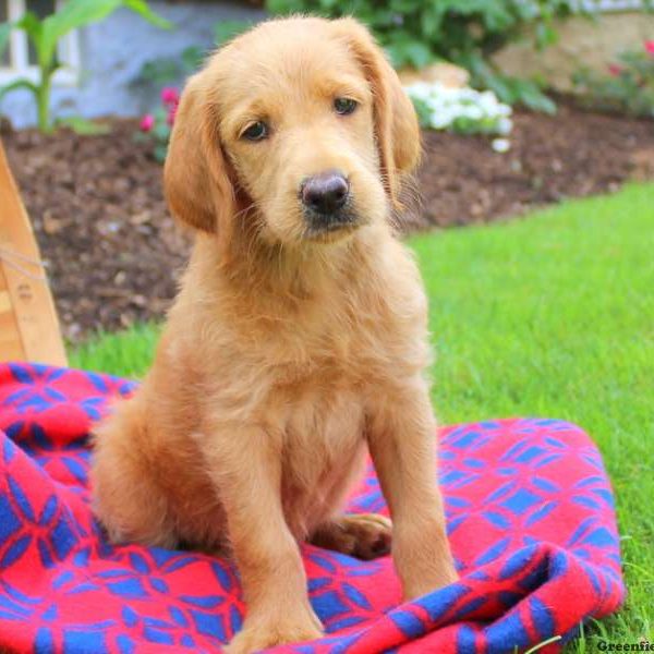 Happy, Labradoodle Puppy