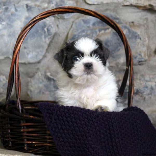 Happy, Shih Tzu Puppy