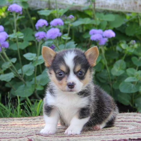 Happy, Pembroke Welsh Corgi Puppy