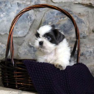 Happy, Shih Tzu Puppy