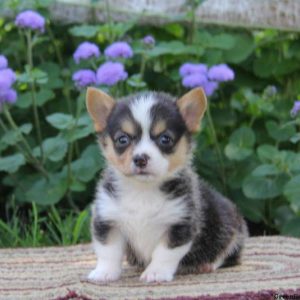 Happy, Pembroke Welsh Corgi Puppy