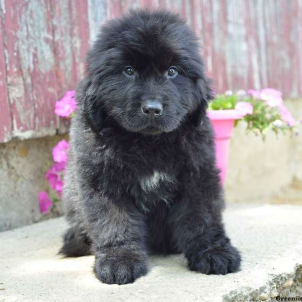 Harley, Newfoundland Puppy