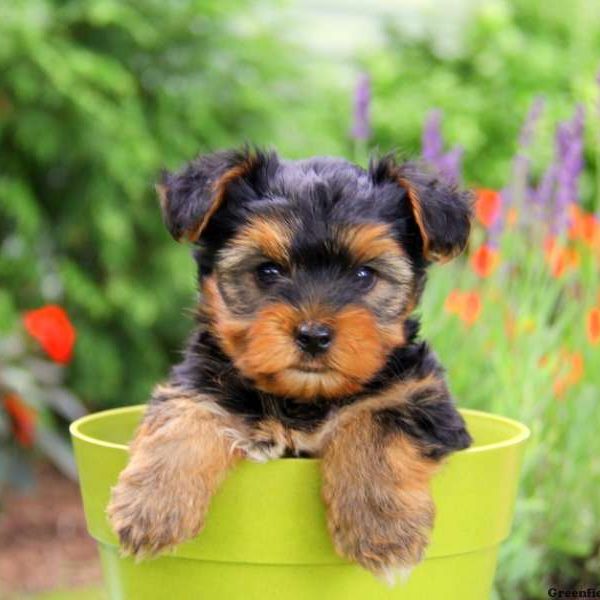 Harley, Yorkshire Terrier Puppy