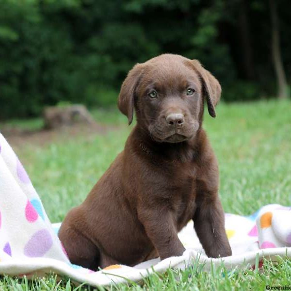 Harley, Labrador Retriever-Chocolate Puppy