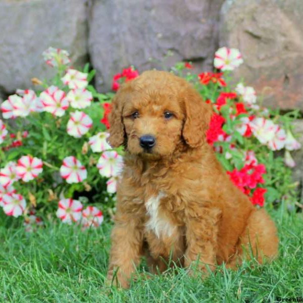 Harley, Goldendoodle-Miniature Puppy