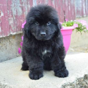 Harley, Newfoundland Puppy