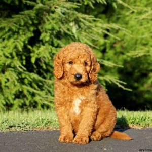 Harley, Goldendoodle-Miniature Puppy