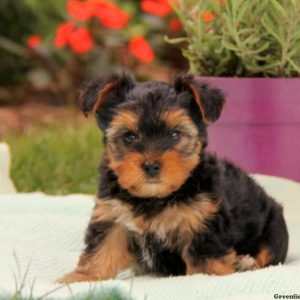 Harley, Yorkshire Terrier Puppy