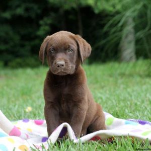 Harley, Labrador Retriever-Chocolate Puppy