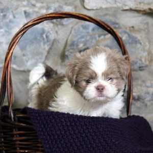 Harley, Shih Tzu Puppy