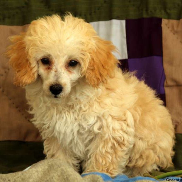 Harlow, Toy Poodle Puppy