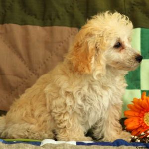 Harlow, Toy Poodle Puppy