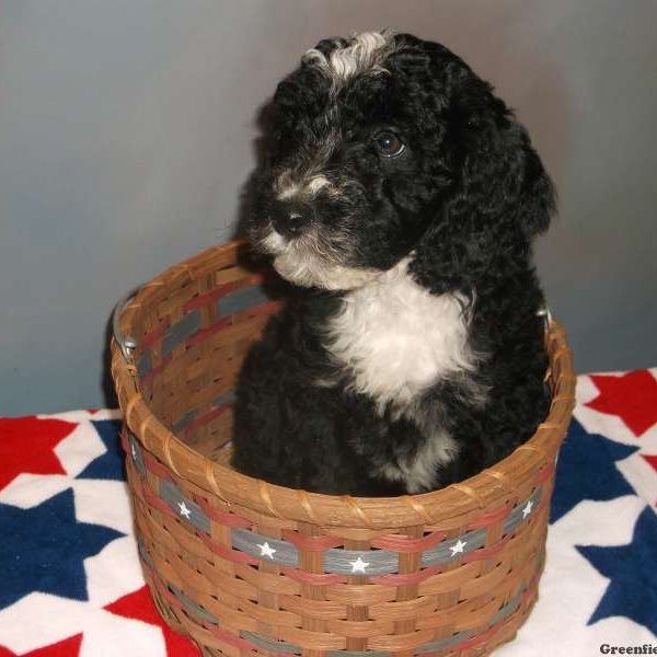 Harper, Labradoodle-Miniature Puppy