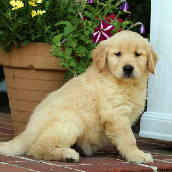 Harper, Golden Retriever Puppy