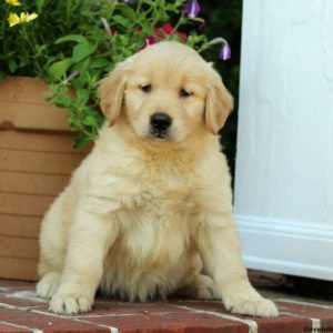 Harper, Golden Retriever Puppy