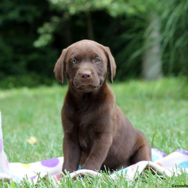 Harriet, Labrador Retriever-Chocolate Puppy