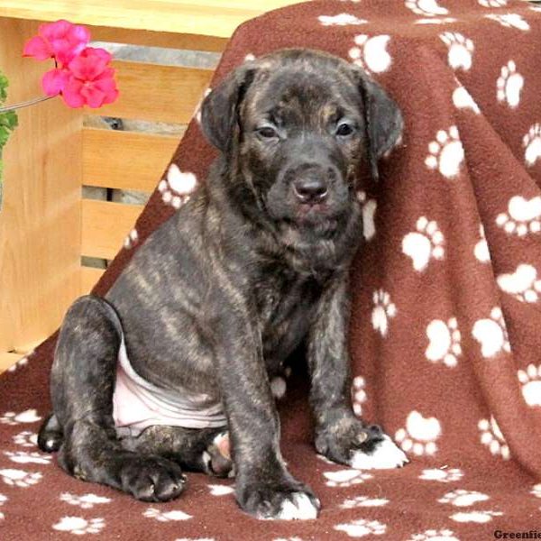 Harriet, Cane Corso Puppy