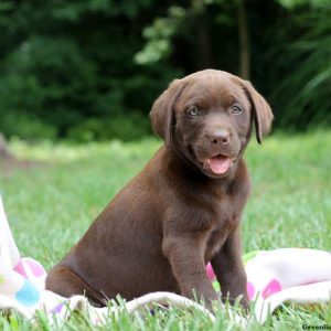 Harriet, Labrador Retriever-Chocolate Puppy