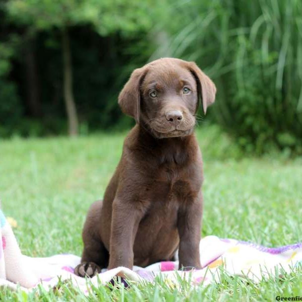 Harrison, Labrador Retriever-Chocolate Puppy