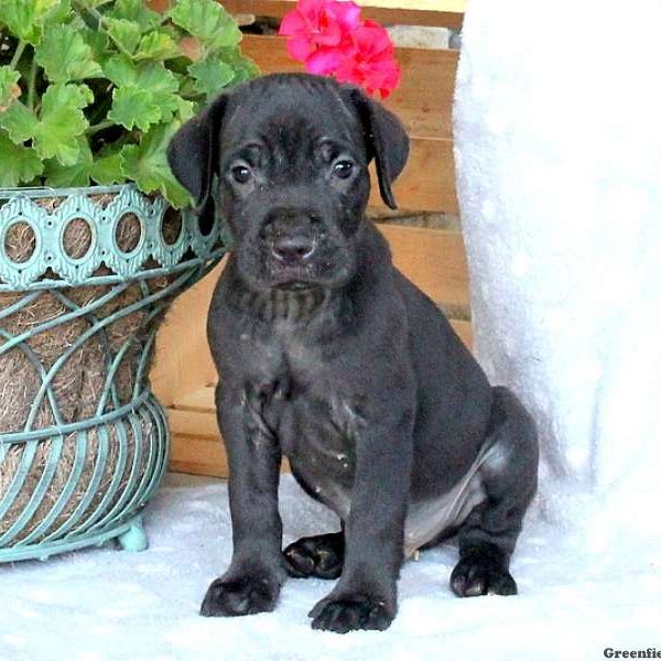 Harrison, Cane Corso Puppy