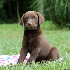 Harrison, Labrador Retriever-Chocolate Puppy