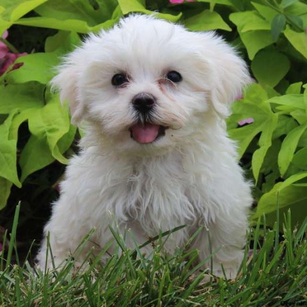 Harry, Maltese Puppy