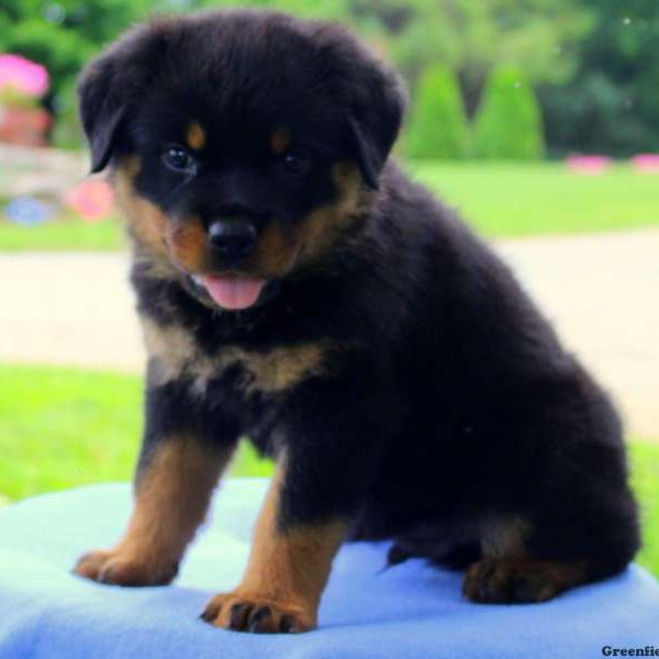 Harry, Rottweiler Puppy