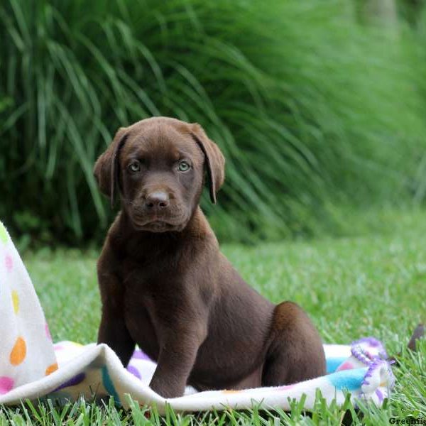 Harry, Labrador Retriever-Chocolate Puppy