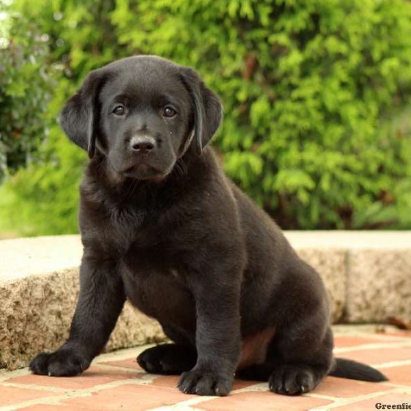 Harry, Labrador Retriever-Black Puppy