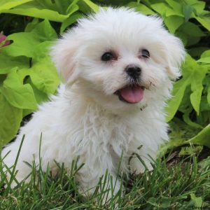 Harry, Maltese Puppy